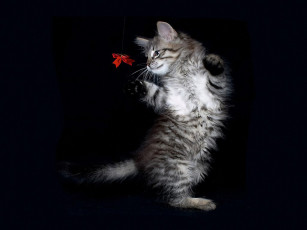 Картинка полька бабочка авт маша синичкина животные коты