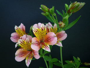 Картинка альстромерия цветы двухцветные