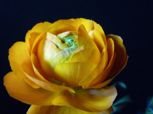 Картинка цветы ранункулюс азиатский лютик желтые лепестки