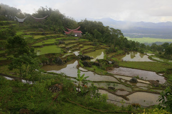 Картинка природа поля домики террасы рисовое поле