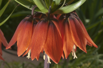 Картинка рябчик императорский цветы рябчики оранжевые