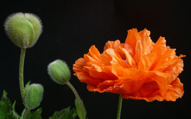 Обои картинки фото цветы, маки, оранжевый, цветок, бутоны