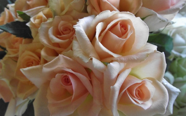 Обои картинки фото цветы, розы, нежность, бутоны