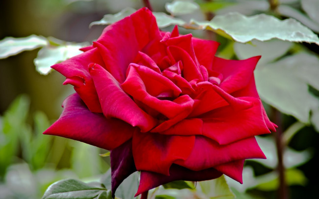 Обои картинки фото royal, william, rose, цветы, розы