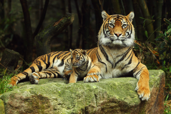 Обои картинки фото животные, тигры, камень, тигрёнок