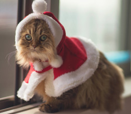 Картинка животные коты костюм christmas cat benjamin torode daisy