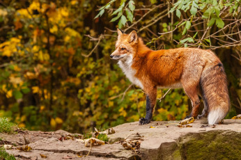 Картинка животные лисы красавица хвост рыжая