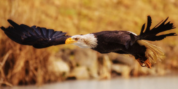 Картинка животные птицы хищники хищник птица белоголовый орлан крылья полёт