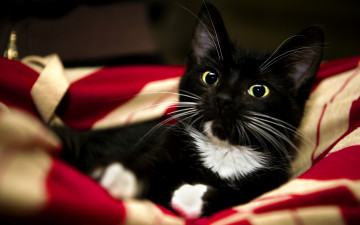 Картинка животные коты взгляд кот морда усы одеял