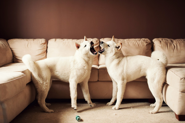 Обои картинки фото животные, собаки, американская, акита, большая, японская, собака, диван