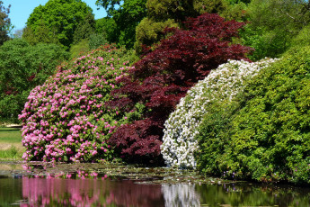 Картинка sheffield+park-+garden+англия природа парк водоем кусты