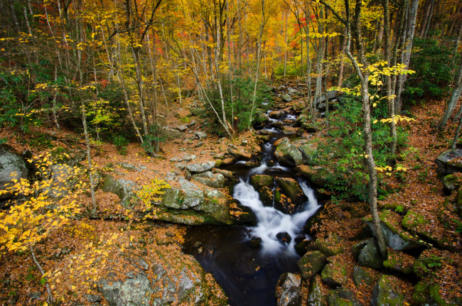 Обои картинки фото tennessee,  usа, природа, лес, usа, осень, ручей