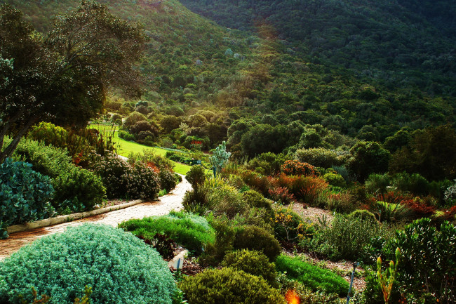 Обои картинки фото kirstenbosch national botanical garden south africa, природа, парк, сад, африка, растения, кусты