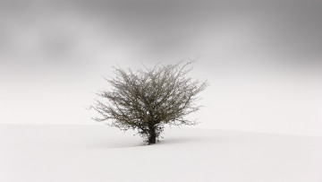 Картинка природа деревья туман фон дерево снег