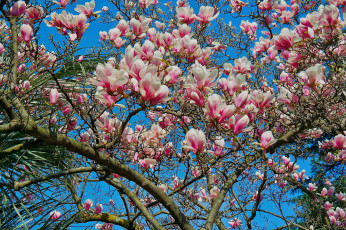 Картинка цветы магнолии лепестки дерево небо магнолия весна