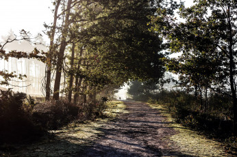 Картинка природа дороги туман деревья