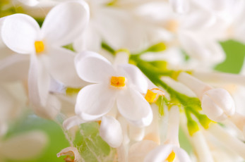 Картинка цветы сирень паутина соцветие макро белая ветка