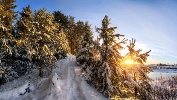 Картинка природа зима снег елки
