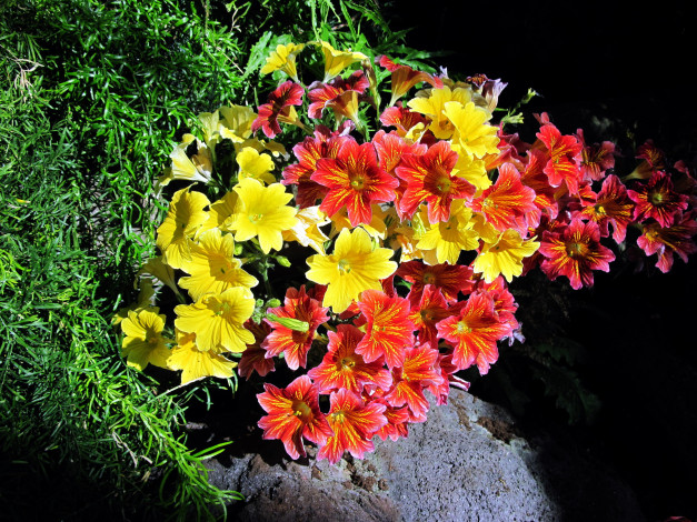 Обои картинки фото цветы, сальпиглоссис, пестрый, желтый
