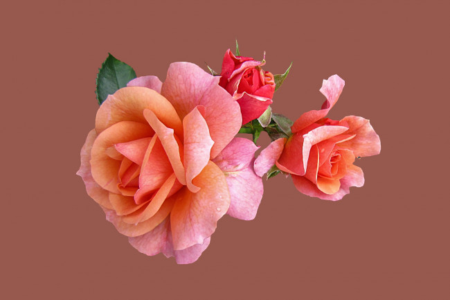 Обои картинки фото цветы, розы, фон