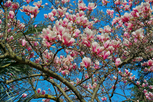 Обои картинки фото цветы, магнолии, лепестки, дерево, небо, магнолия, весна
