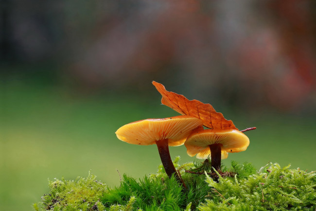 Обои картинки фото природа, грибы, листок, дуэт, осень, пара