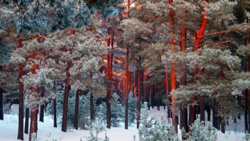 Картинка природа лес зима сосны снег