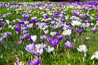 Картинка цветы крокусы луг весна