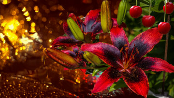 Картинка цветы лилии +лилейники макро