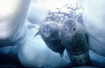 Картинка животные тюлени +морские+львы +морские+котики нерпы лед море