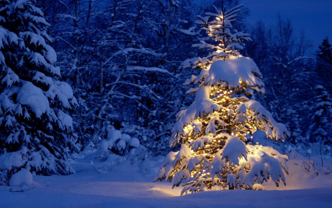 Обои картинки фото праздничные, ёлки, ёлка, огни, снег, лес
