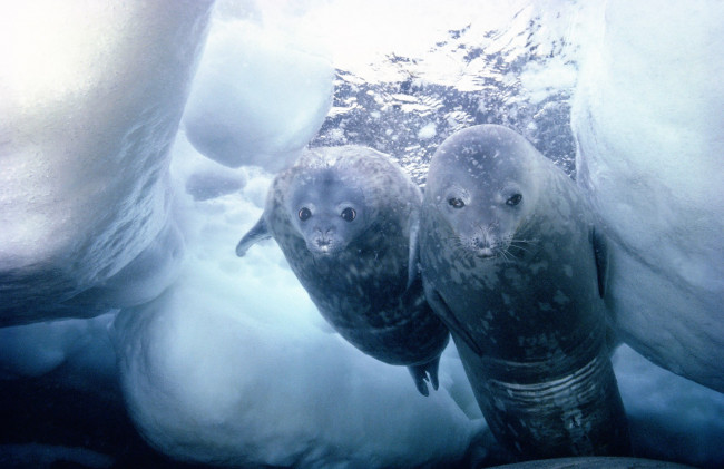 Обои картинки фото животные, тюлени,  морские львы,  морские котики, нерпы, лед, море