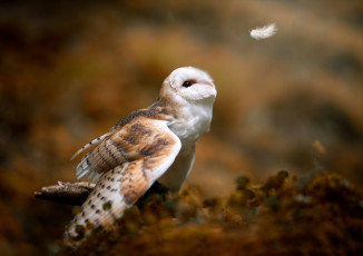 Картинка совушка животные совы взгляд поза фон перо сова птица крылья размытие боке сипуха перышко смотрит вверх