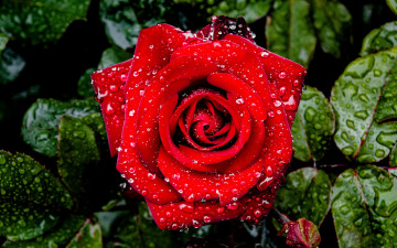 Картинка цветы розы красная роза бутон макро капли