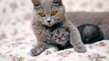 Картинка кот животные коты животное фауна взгляд цвет поза
