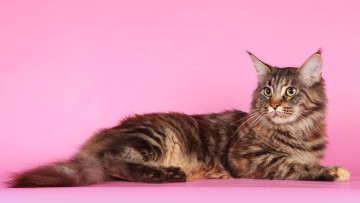 Картинка мейн-кун животные коты кот животное фауна взгляд