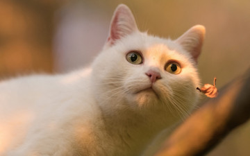обоя белый кот, животные, коты, кот, животное, фауна, поза, взгляд