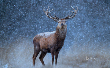 Картинка животные олени бинг природа снег