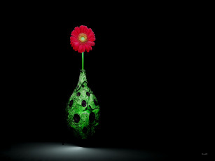 Картинка цветы герберы лепестки ваза