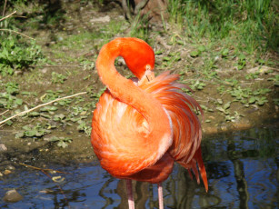 Картинка животные фламинго вода