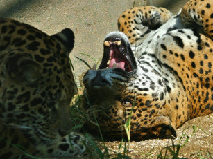 Картинка животные Ягуары ягуар оскал