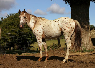 Картинка животные лошади лошадь конь кобыла аппалуза жеребец
