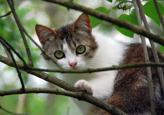 Картинка животные коты кот кошка ветви