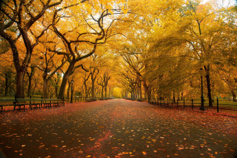 Картинка природа парк деревья осень скамейки листья дорожка