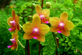 Картинка цветы орхидеи желтый экзотика