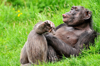 Картинка животные обезьяны смешной шимпанзе поза язык