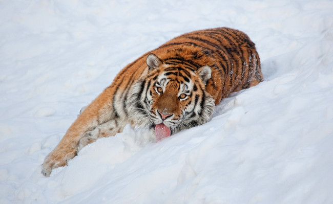 Обои картинки фото животные, тигры, тигр, снег, язык