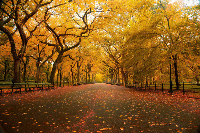 Обои картинки фото природа, парк, деревья, осень, скамейки, листья, дорожка