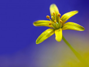 Картинка цветы луговые полевые гусиный лук желтый гагея жёлтая лепестки макро