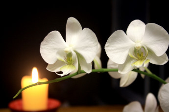 Картинка цветы орхидеи белый свеча